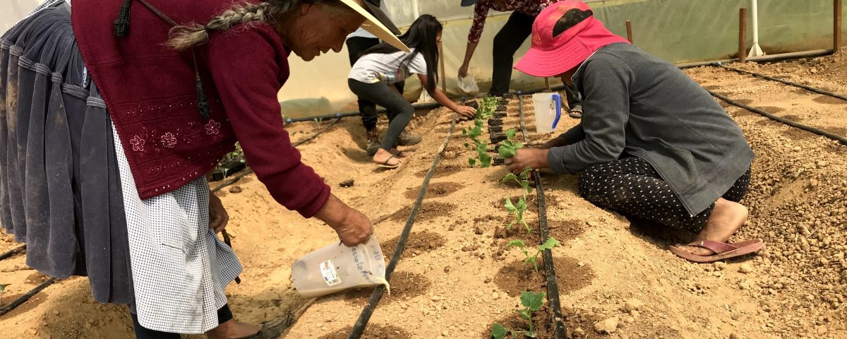 Donne boliviane che piantano in serra