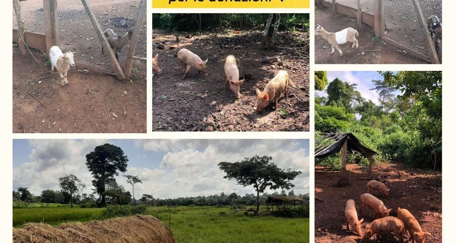 nuovi maialini e caprette arrivati a Koffikro - Costa d'Avorio